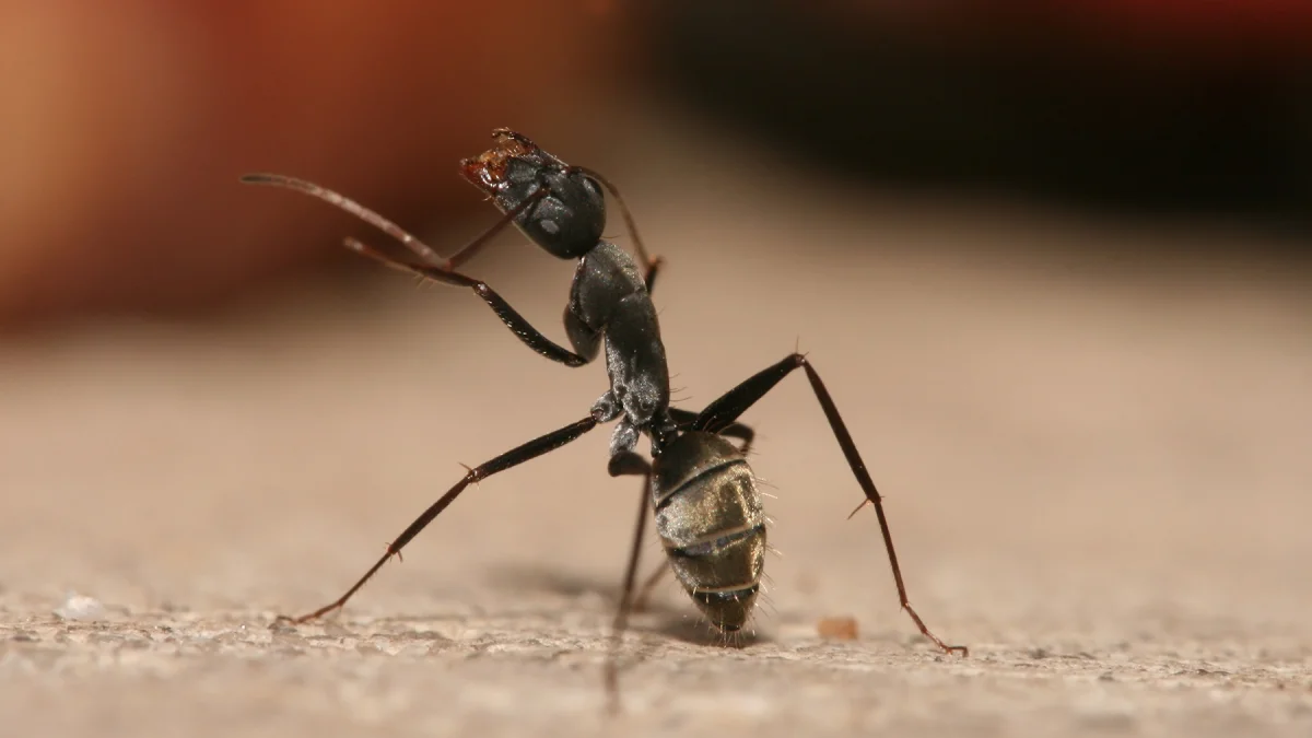 راهنمای هدیه دادن